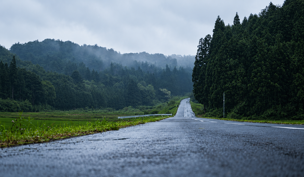 Wet asphalt disappearing into a misty forest after rain